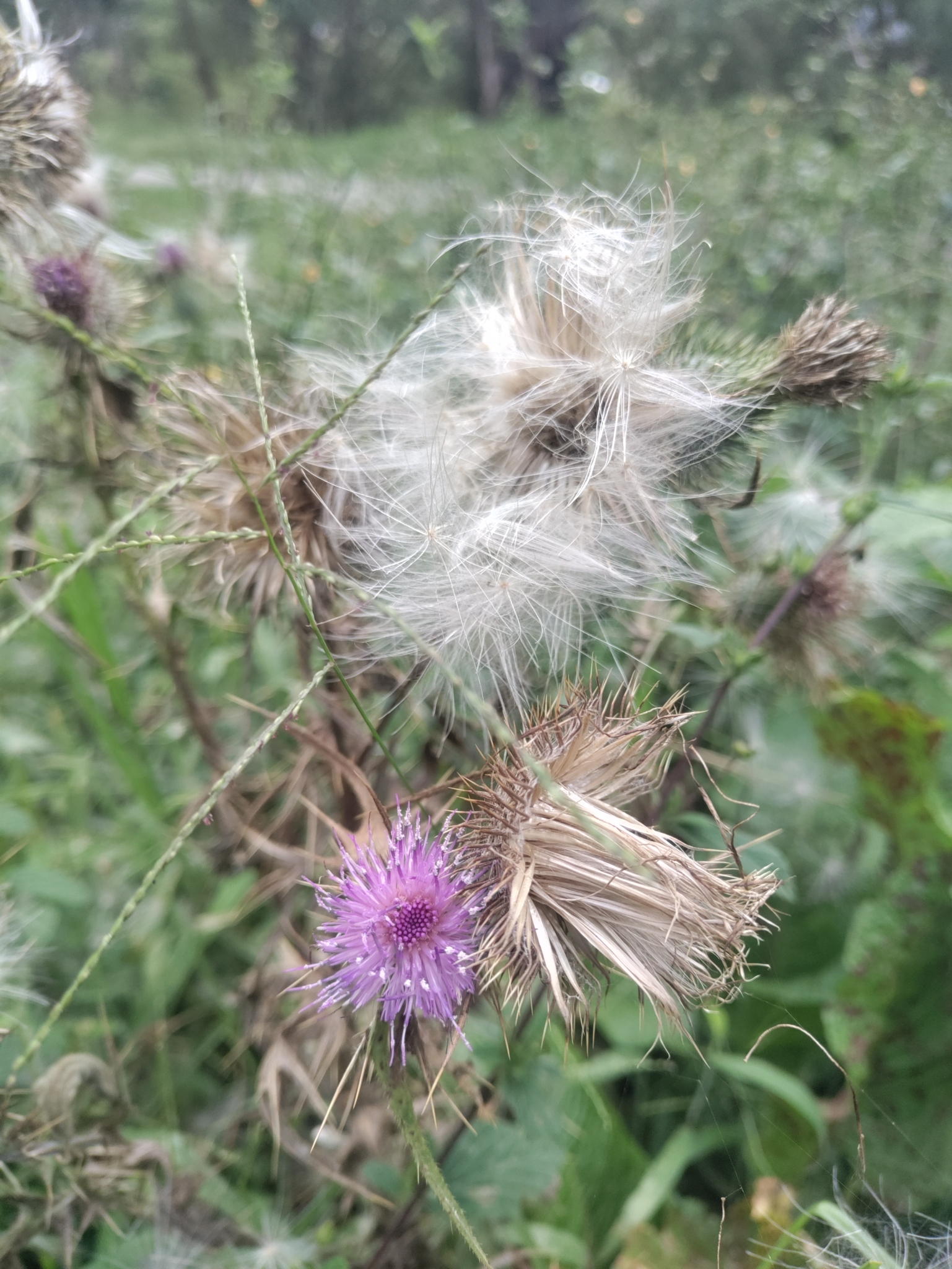 Cirsium image