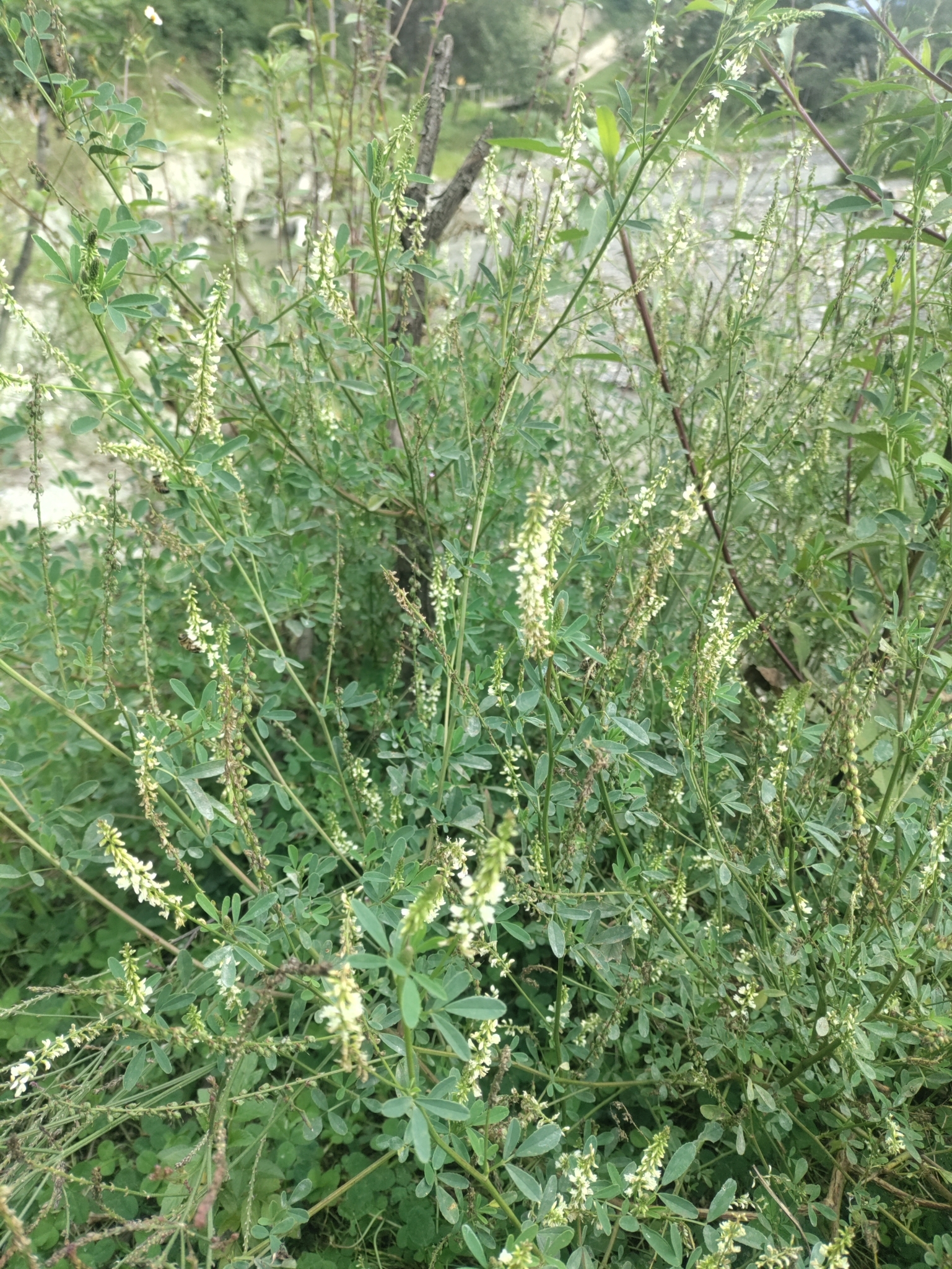 Melilotus image