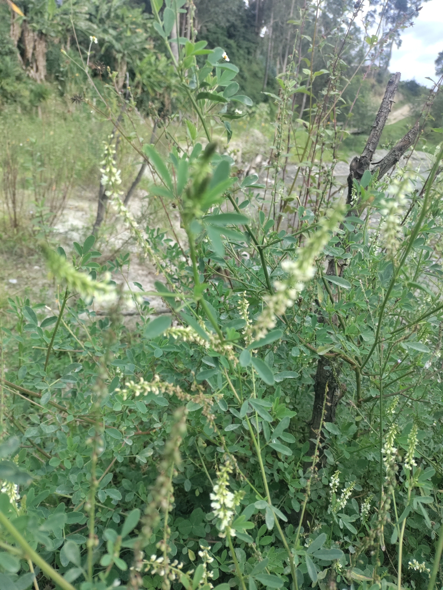 Melilotus albus image