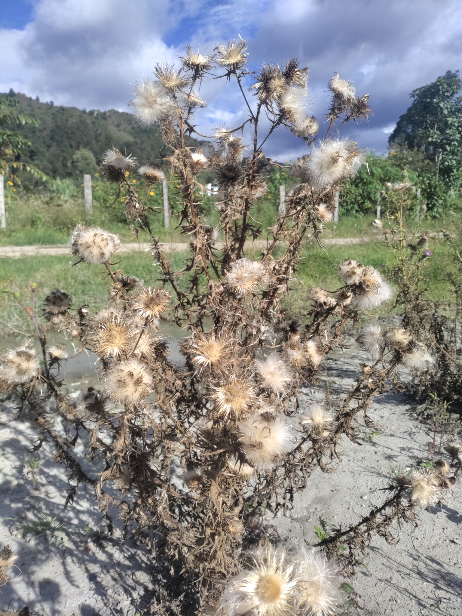 Cirsium image