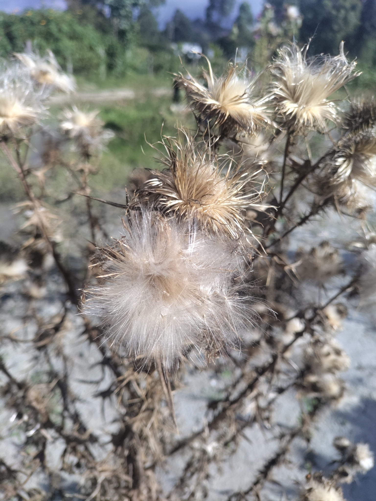 (linked from Cirsium vulgare) Cirsium image