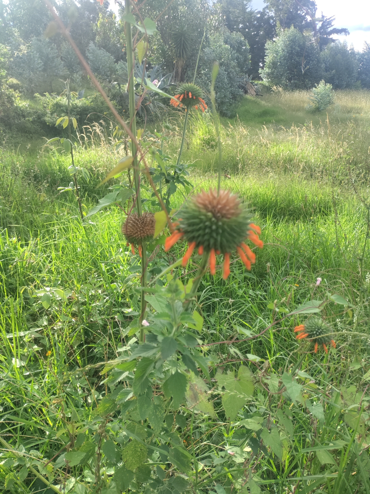 Leonotis nepetifolia image