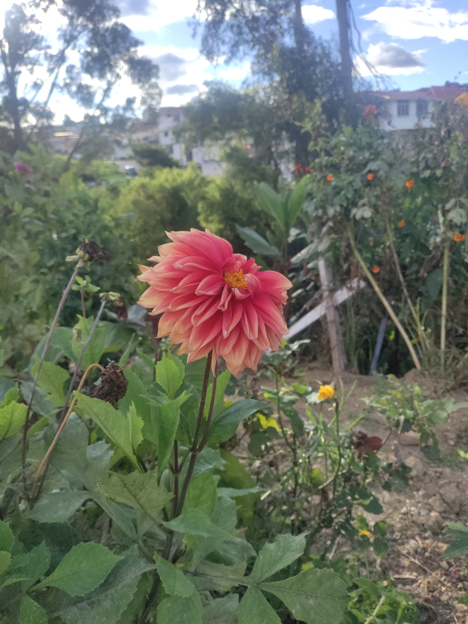 Leonotis nepetifolia image