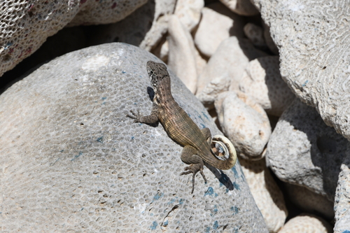 Cayo Purgatorio