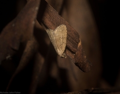 Tolpiodes oligolasia