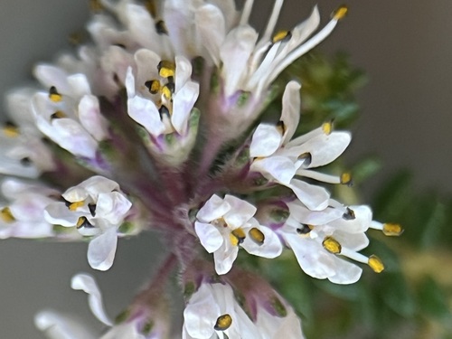 Image of Agathosma cerefolia by (c) Charleen Brunke, some rights reserved (CC BY)