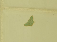 Comostola meritaria