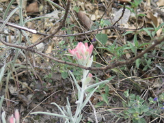 Castilleja lanata
