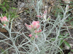 Castilleja lanata