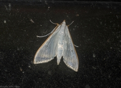 Palpita margaritacea