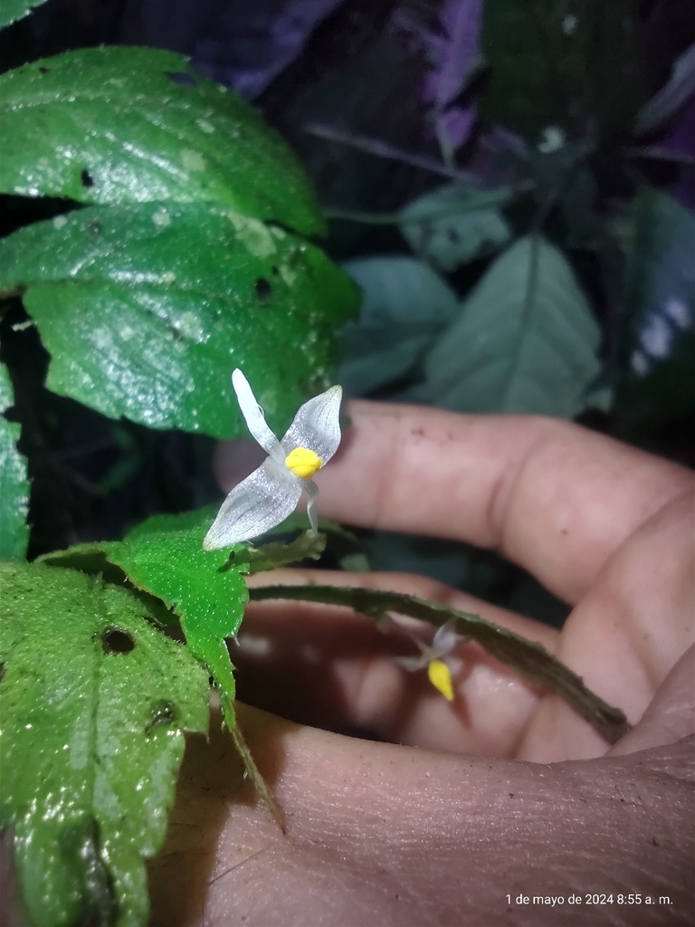 Begonia pax