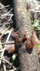 Phaeotremella fimbriata
