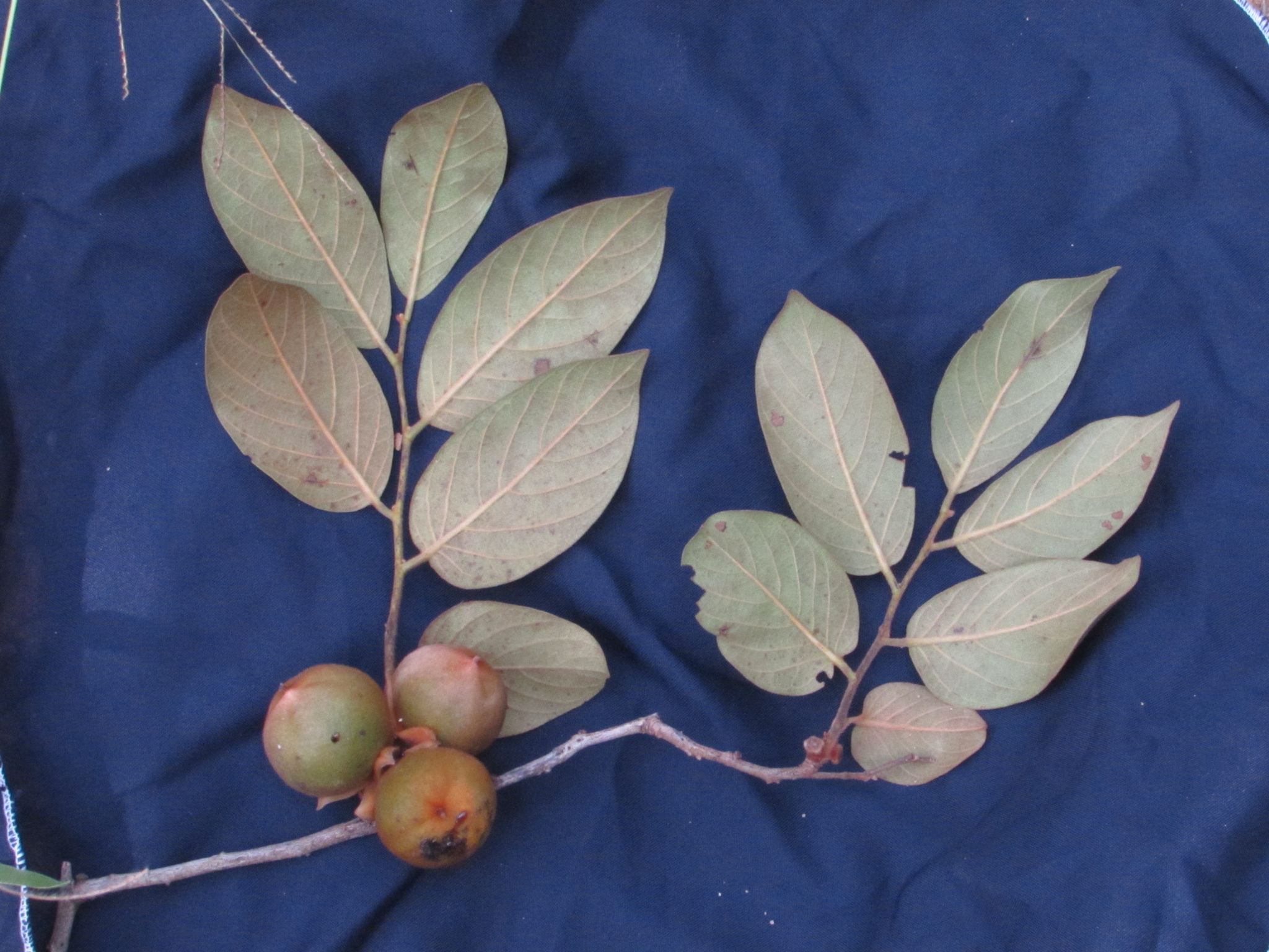Diospyros lasiocalyx