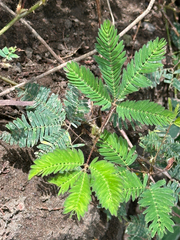 Mimosa pudica image