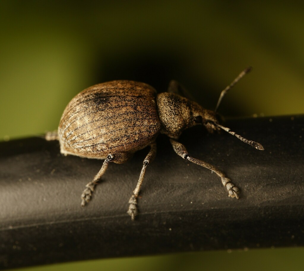 Liophloeodes