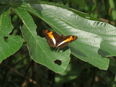 Adelpha thesprotia
