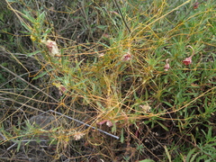 Cuscuta mitriformis