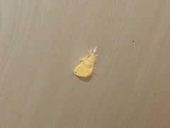 Euproctis cryptosticta