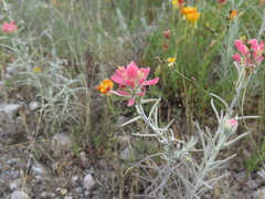 Castilleja lanata
