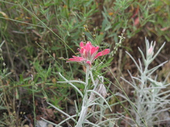 Castilleja lanata