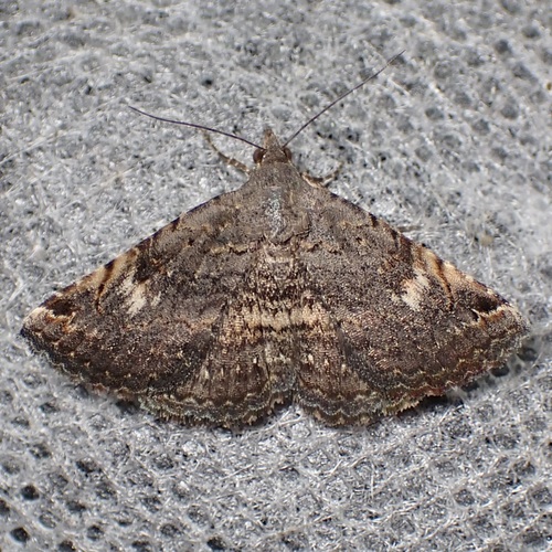 Cruel Toxonprucha