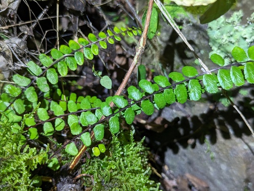 Asplenium tripteropus iNat (3)