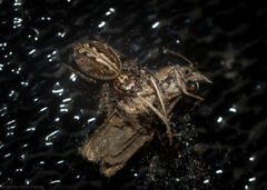 Opisthoncus serratofasciatus