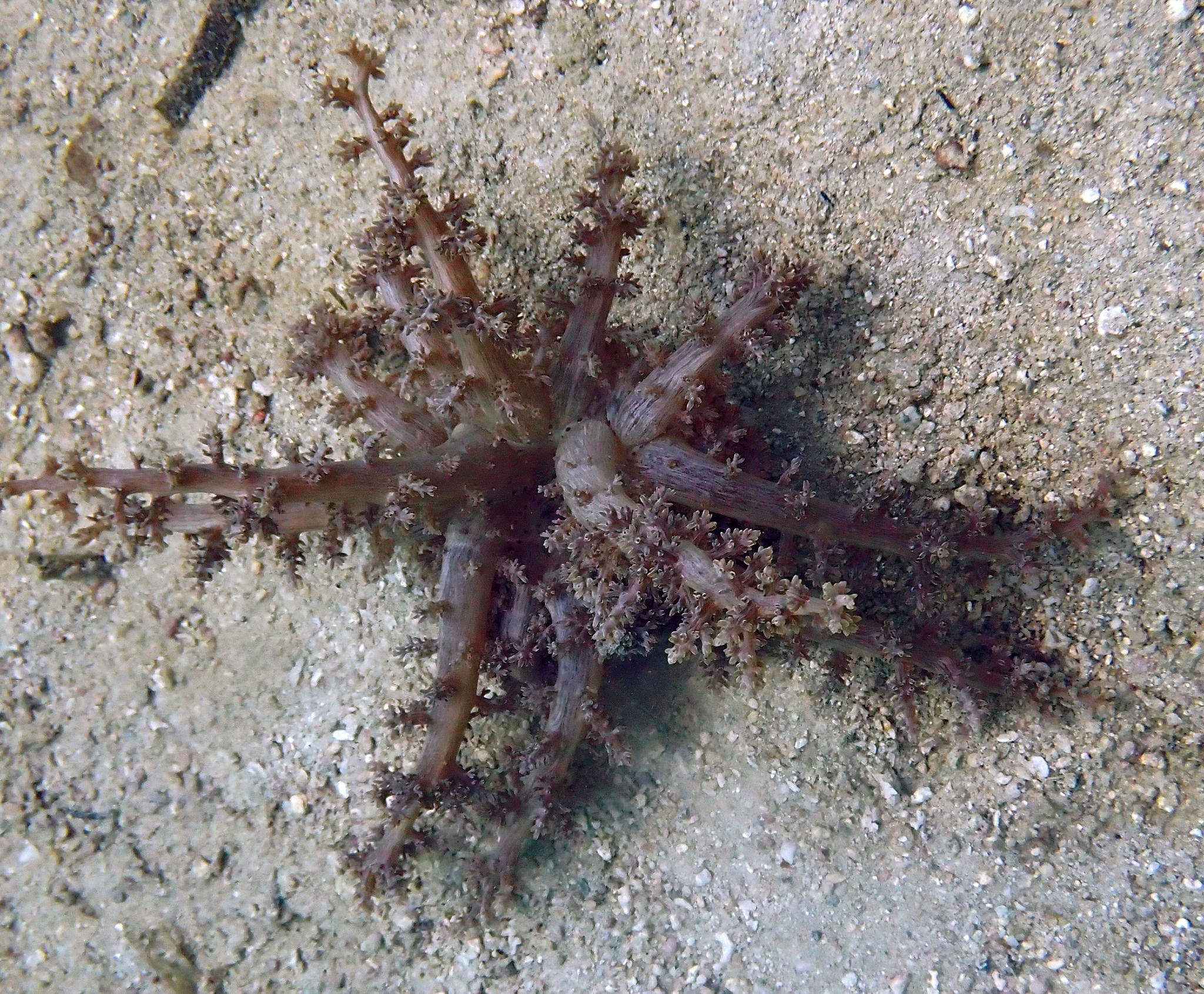 Actinodendron arboreum (Quoy & Gaimard, 1833)