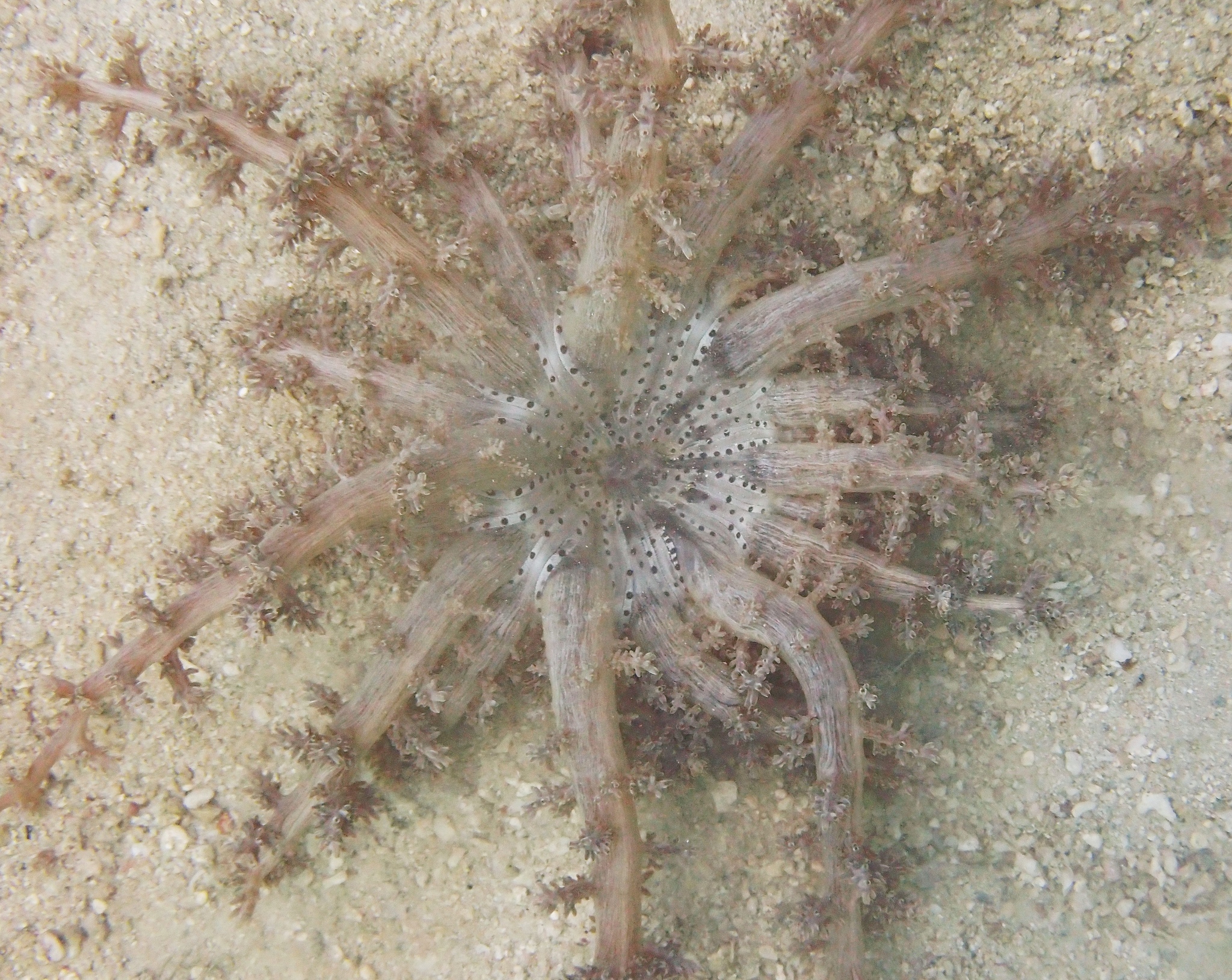 Actinodendron arboreum (Quoy & Gaimard, 1833)