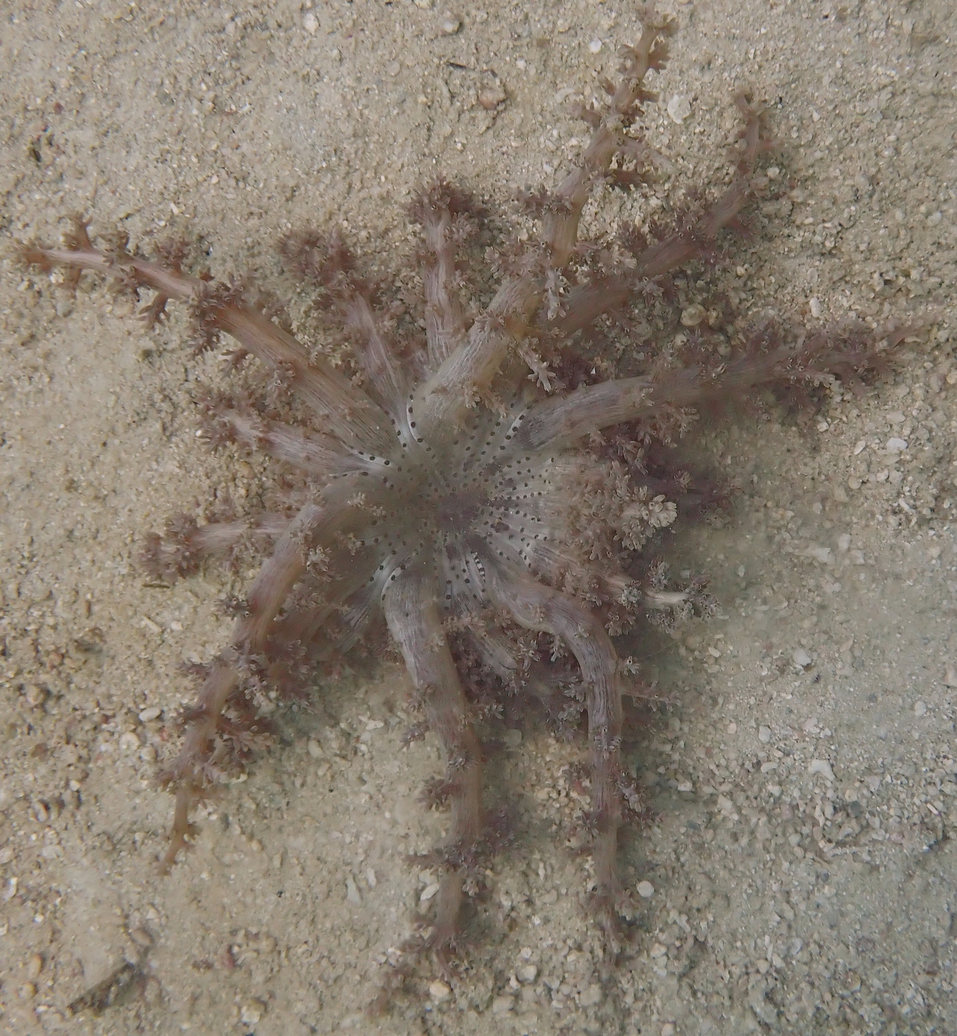 Actinodendron arboreum (Quoy & Gaimard, 1833)