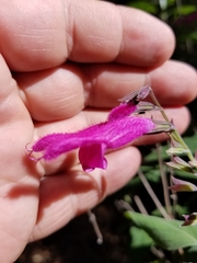 Salvia curviflora
