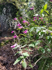 Salvia curviflora