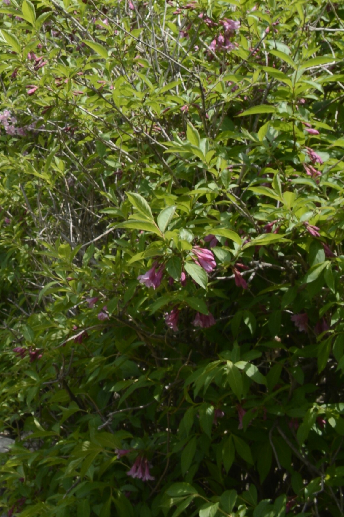 Imagem de Weigela florida