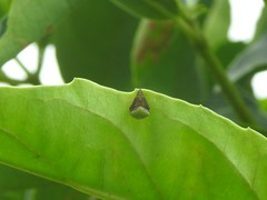 Araneus viridiventris