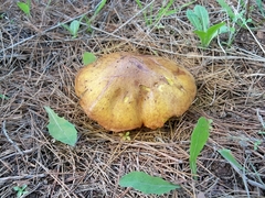 Suillus mediterraneensis