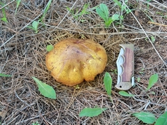 Suillus mediterraneensis