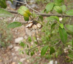 Neopringlea integrifolia