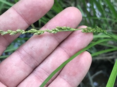 Carex decomposita