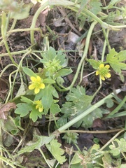 Rough Buttercup (Ranunculus muricatus)
