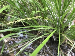 Carex decomposita