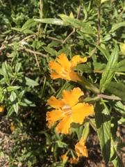 Diplacus longiflorus