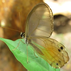 Haetera piera