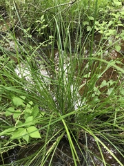 Carex decomposita