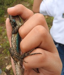 Sceloporus olivaceus