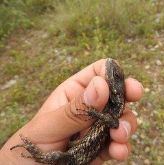 Sceloporus olivaceus