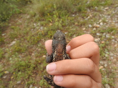 Sceloporus olivaceus