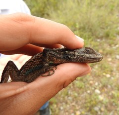Sceloporus olivaceus