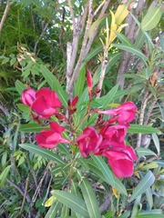 Nerium oleander
