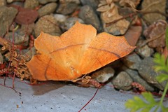 Tetracis cervinaria
