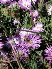 Apis mellifera